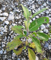 Pluchea carolinensis