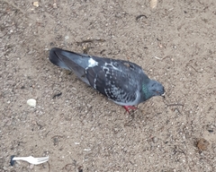 Columba livia domestica