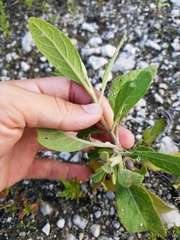 Pluchea carolinensis