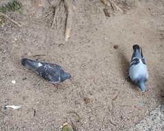 Columba livia domestica