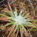 Drosera lanata - Photo (c) coenobita, algunos derechos reservados (CC BY), subido por coenobita