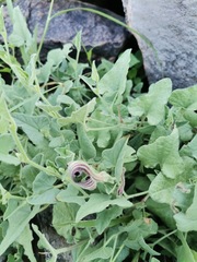 Aristolochia wrightii