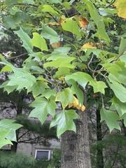 Liriodendron chinense