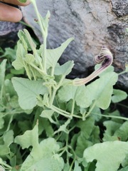 Aristolochia wrightii