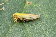 Cicadula