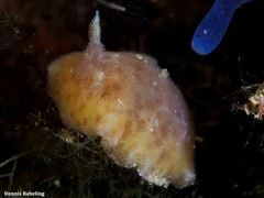 Peltodoris punctifera