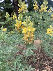 Lupinus croceus