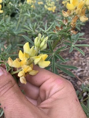 Lupinus croceus