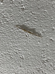 Styringomyia