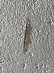 Styringomyia