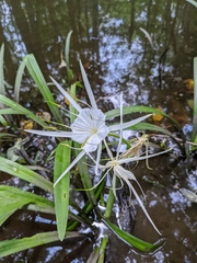 Hymenocallis crassifolia