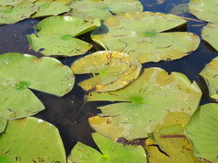 Polypedilum braseniae