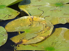 Polypedilum braseniae