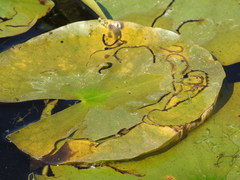 Polypedilum braseniae