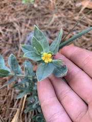 Lithospermum californicum
