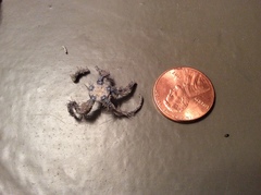 Amphipholis squamata