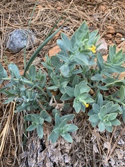 Lithospermum californicum