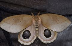 Pseudautomeris latus