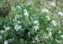 Guardiola platyphylla