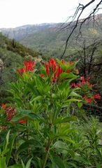 Bouvardia ternifolia