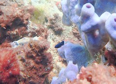 Pycnochromis margaritifer