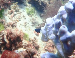 Pycnochromis margaritifer