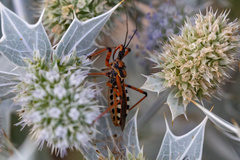 Rhynocoris punctiventris
