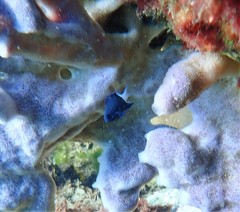 Pycnochromis margaritifer