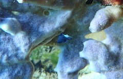 Pycnochromis margaritifer