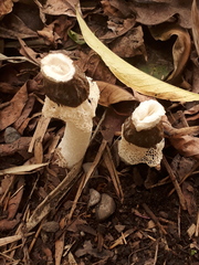Phallus aureolatus
