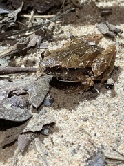 Hamptophryne boliviana