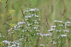 Symphyotrichum × salignum