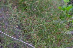 Restio gaudichaudianus