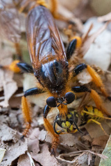 Pogonosoma maroccanum
