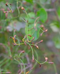 Restio gaudichaudianus