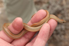 Ground Snake photo 3