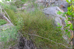 Restio gaudichaudianus