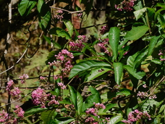Macrocnemum roseum