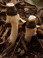 Phallus aureolatus