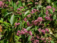 Macrocnemum roseum