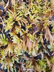 Hyocomium armoricum