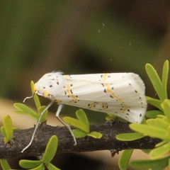 Philtraea paucimacula