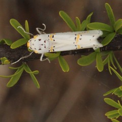 Philtraea paucimacula