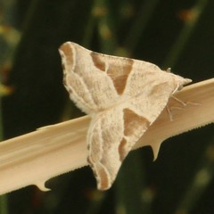 Plataea blanchardaria