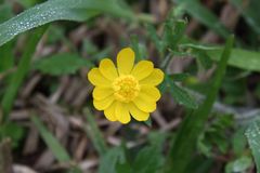 Ranunculus macranthus