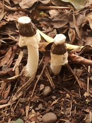 Phallus aureolatus
