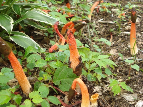 Wrinkly Stinkhorn