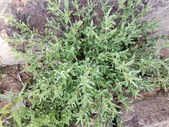 Dyschoriste decumbens