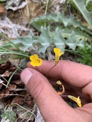 Erythranthe linearifolia