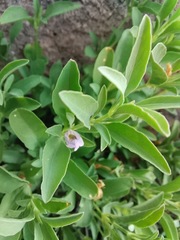 Dyschoriste decumbens